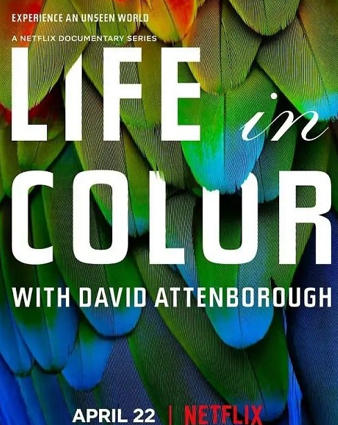 《多彩生活 Life In Colour》Netflix自然纪录片全3集1080p超清下载 mp4中英字幕第1张-惠学吧 Image 58
